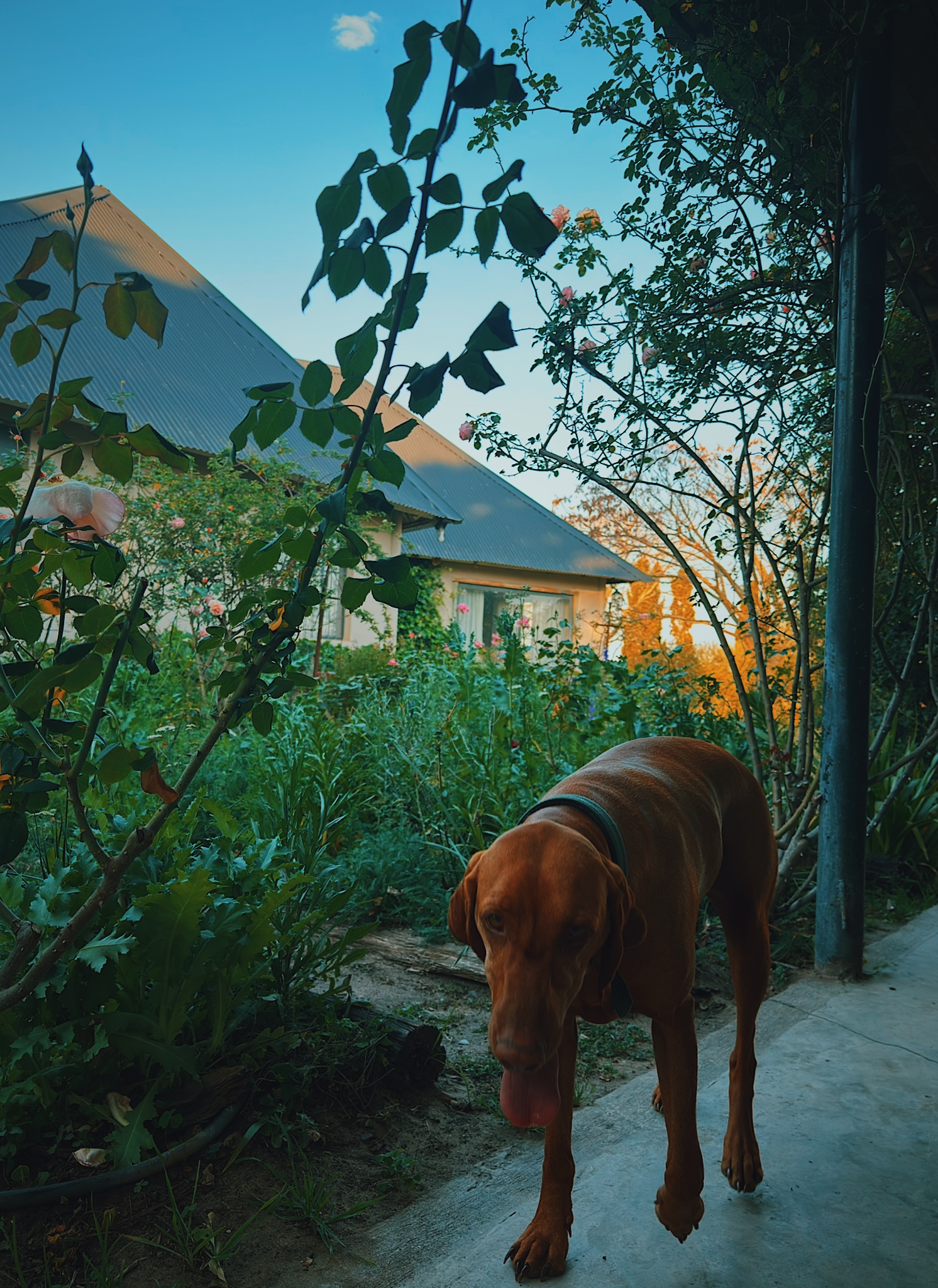Un perro en un jardín al atardecer